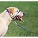 Pet Supplies : Premier Pet Products Medium Gentle Leader Headcollar