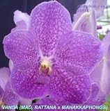 Vanda (Mad. Rattana x Mahakkaphongs) 1533H