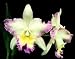 Potinara Clouds Creek 'Heavenly Scent' (cattleya orchid)