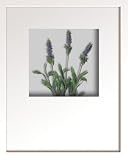 �s�t�����[�t���[���tHana concept frame Lavender�i���x���_�[�j