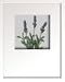�s�t�����[�t���[���tHana concept frame Lavender�i���x���_�[�j