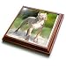 Dogs Pitbull - American Pit Bull Terrier - Trivets