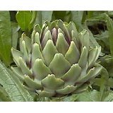 Green Globe Artichoke 15 Seeds - Exotic / Edible - B000UPTGI2