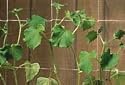 Garden Trellis Netting - 5' x 60'