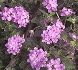 Lantana Lavender Five Gallon