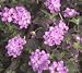 Lantana Lavender Five Gallon