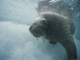 An Atlantic Walrus Swims in the Clear Water of the Foxe Basin Photographic Poster Print, 24x18