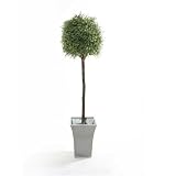 Review i-koncepts Ltd  / 5ft Boxwood Topiary with Natural Stem - Artificial Plant