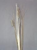 Party Deco 06402 21 in. Gold Coil Spray - Pack of 13