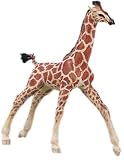 Vanishing Wild Reticulated Giraffe Calf