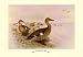 Madagascan Teal - Paper Poster (18.75 x 28.5)