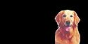 AIRBRUSHED LICENSE PLATES -GOLDEN RETRIEVER - #1297