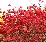 Dwarf Burning Bush Two Gallon