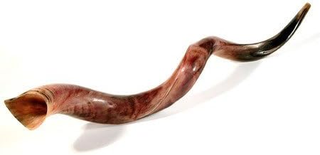 Jerusalem Shofar Kosher Yemenite Horn Polished Natural Showfar Schofar Chofar Antelope Gift Judaica Jumbo Big