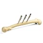 3B Scientific Femur Bone Penholder