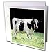 Holstein Cow Greeting Card is measuring 5.5w x 5.5h. Greeting Cards are sold in sets of 6 or 12. Give these fun cards to your frieds and family as gift cards, thank you notes, invitations or for any other occasion. Greeting Cards are blank inside and come with white envelopes.