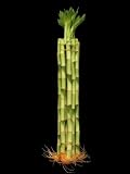 31B9ZekMm7L. SL160  KL Design & Import   10 Stalks Of 16 Inch Straight Lucky Bamboo For Feng Shui Or Gifts (Total length is about 30)