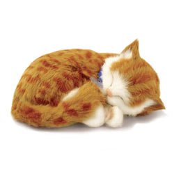 Orange Tabby