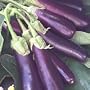 Hansel Eggplant - 4 Plants - AAS Winner