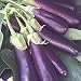 Hansel Eggplant - 4 Plants - AAS Winner