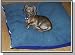 Pet Bed - Small (40 x 30)
