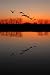 Welfare Geese, A Novel of Love, Humour, and Hunger