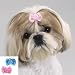Daisy Hair Ribbon Bow (1Blue, 1Pink, 1 Lilac) (PEDS)(DT136)