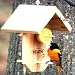 Outdoor Living : Heath Outdoor Products CF-1 Oriole Fruit Feeder
