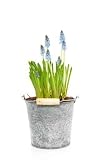 31BCJuK8z4L. SL160  Blue Grape Hyacinths in a Zinc Pot with Handle Isoleted over Wh   72H x 48W   Peel and Stick Wall Decal by Wallmonkeys