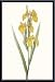 Iris Pseudacorus, Framed Art Print by Pierre-Joseph Redoute