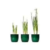 Paperwhite Flowers Growing Kit - Blooms in 30 days!