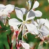 Gaura (Gaura lindheimeri) - Jumbo Wildflower Seed Packet