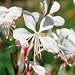 Gaura (Gaura lindheimeri) - Jumbo Wildflower Seed Packet