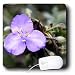 WhiteOak Photography Floral Prints - Macros Spiderwort Small Purple flower - Mouse Pads