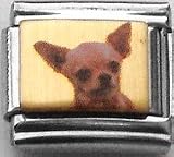 Clearly Charming Chihuahua Canine Dog Breed Animal Pet Italian Charm