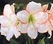 Outdoor Living : Flower Bulb Sale: Elegant "Picotee" Amaryllis bulb with delicately edged petals