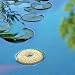 Mosquito Dunks - 20 Pack Safely Kill Mosquito Larvae in Fish Ponds, Bird Baths, and Standing Water