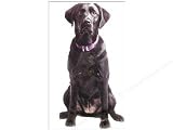 Diecut Card Labrador Retriever Black