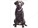 Diecut Card Labrador Retriever Black