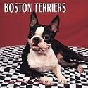 Dog Breeds Boston Terriers Calend