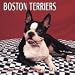 boston_terrier46boston terrier - Dog Breeds Boston Terriers Calend
