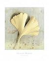 Art Poster Print - Gingko - Artist: Graeme Harris - Poster Size: 16 X 20 inches
