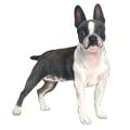 Wandaufkleber - Motiv Hund Arlene - Boston Terrier