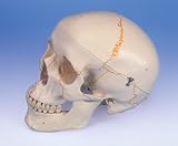 Anatomical Human Skull w/ Numbering