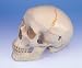 Anatomical Human Skull w/ Numbering