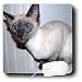 Cats - Oriental Short Hair - Mouse Pads