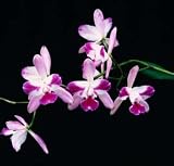 Eplc. Tinker Toy 'Sprite'(Bare root plant)