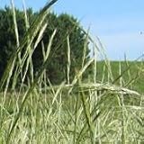 Stipa viridula (Green Needle Grass) - Bulk Wildflower Seeds