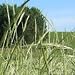 Stipa viridula (Green Needle Grass) - Bulk Wildflower Seeds