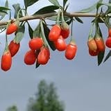 OUT OF POD 50 TIBETAN GOJI BERRY Seeds aka Wolfberry The SUPERFRUIT Chinese wolfberry Lycium Chinese Reviews 31BHsXyXcBL. SL160 OUT OF POD 50 TIBETAN GOJI BERRY Seeds aka Wolfberry The SUPERFRUIT Chinese wolfberry Lycium Chinese Reviews